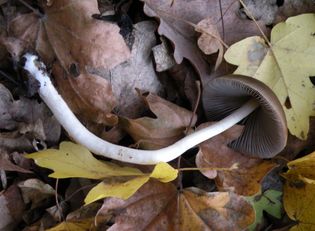 Psathyrella conopilus dubbia